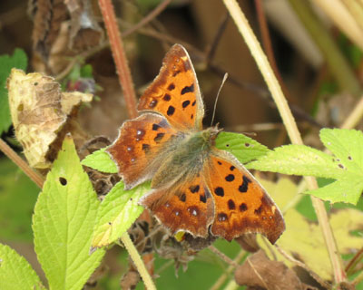 �H�̃L�^�e�n�͂ƂĂ����ꂢ