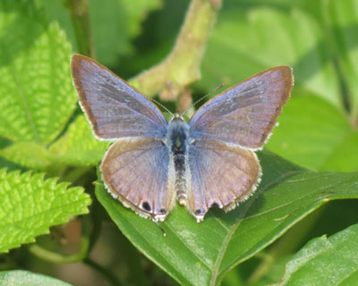 �����{�����c�o���V�W�~