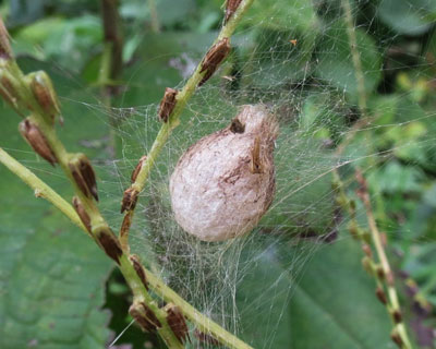 ���̚�̓N���̗��X�H