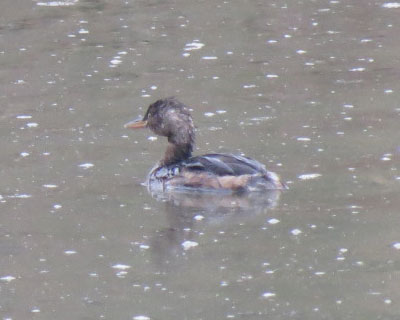 �`�����킢���J�C�c�u��