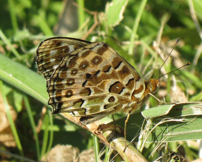 �H������΂�c�}�O���q���E����