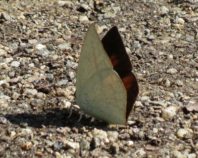 �E���M���V�W�~�͘H��D��