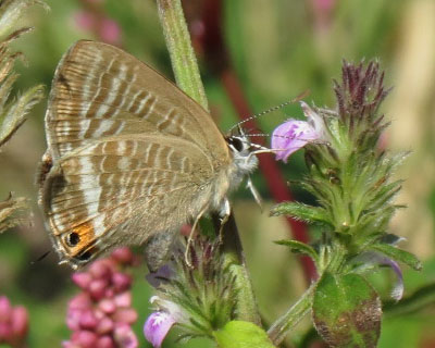 �E���i�~�V�W�~�͂��킢������