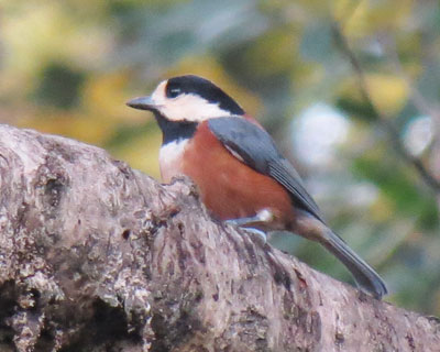 �܂��ߊ���ł��邯��