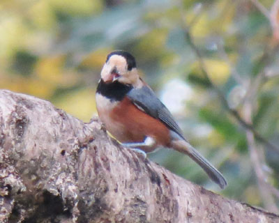 ���������Ȃ�