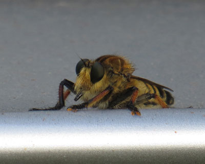 ���ɂ��������n�߂����ȃV�I���A�u