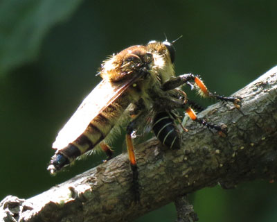 ���͂��߂܂���