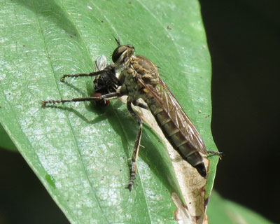 �A�u��߂܂������V�q�L�A�u