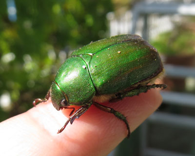 �A�I�h�E�K�l�������݂�