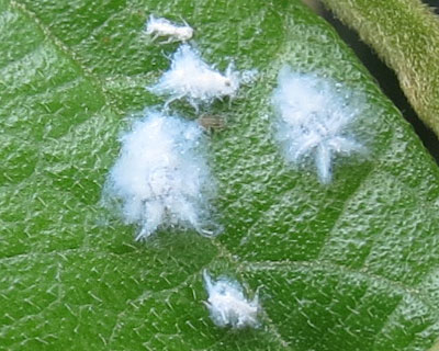 �A�I�o�n�S�����̗c���H