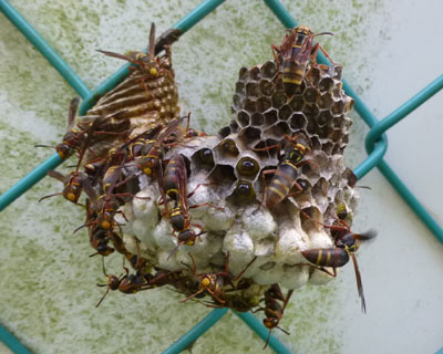 �R�A�V�i�K�o�`�̑�