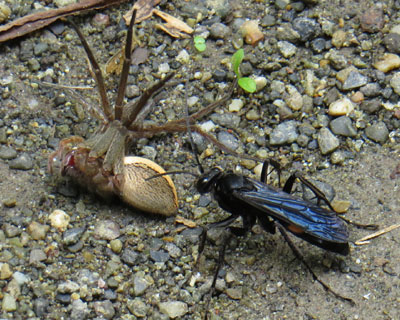 �N���̂܂���������I�I�����N���x�b�R�E