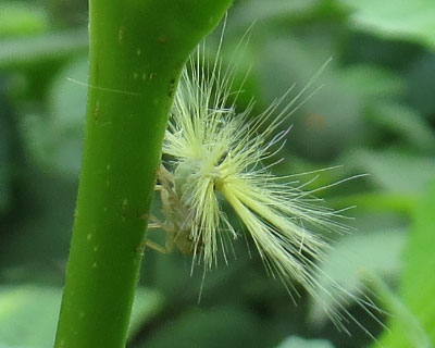 �x�b�R�E�n�S�����̗c���ۂ�