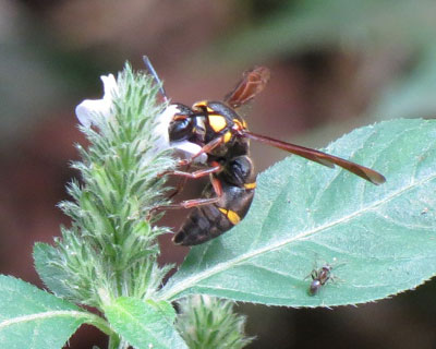 �h���o�`�̂ǂꂩ�݂���