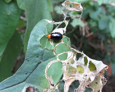 �E����D���N���E���n���V