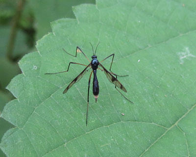 ��݂����ȃn�`