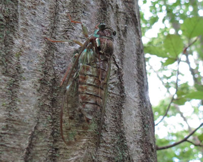 �q�O���V�͂��Ɨ΂̃Z�~