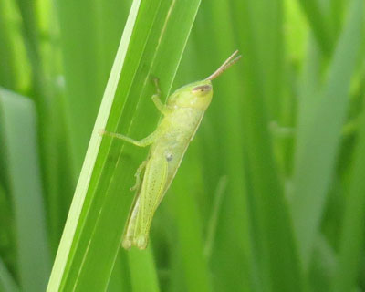 ���Ԃ�C�i�S�c��