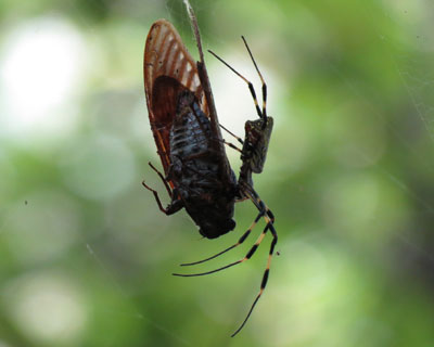 �Z�~��H�ׂĂ�ۂ��W�����E�O��