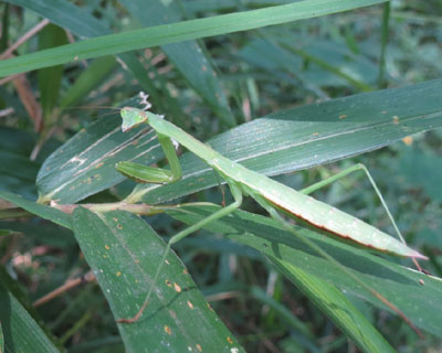 ���J�}�L��