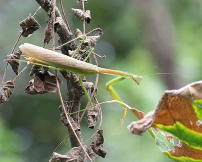 �����ɐ����ɂȂ���