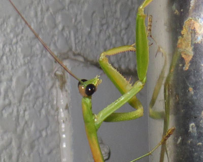 ��͍��ڂ���