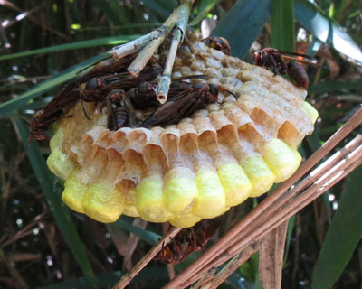 �L�{�V�A�V�i�K�o�`�̑�