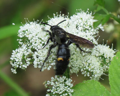 �L�I�r�c�`�o�`���ȁH