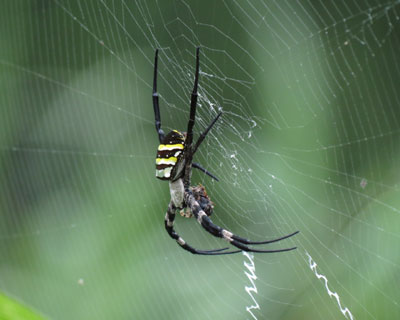 �Ԃ��{�̂����ꂢ�������R�K�l�O��