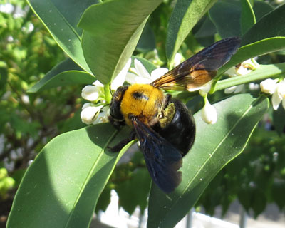 ���񂲂݂����ȃN�}�o�`