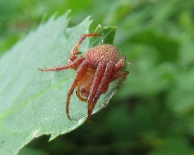 �Ԃ��Ă��킢���N��