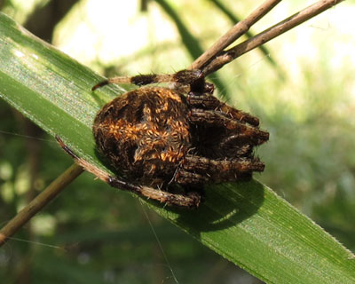 �������������N��