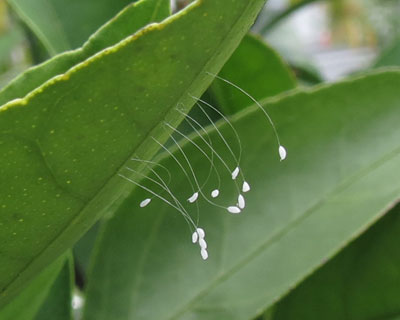 �N�T�J�Q���E�̗�