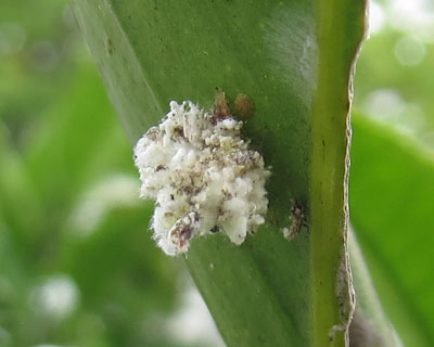 ����悤�ɕ����N�T�J�Q���E�̎q