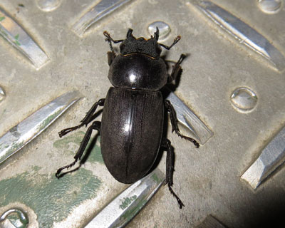 �Ƃ��ǂ������Ɍ����R�N���K�^