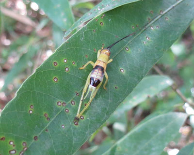 �A�I�}�c���V�̗c�����ȁH