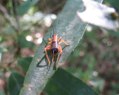 �������F�Ⴂ������