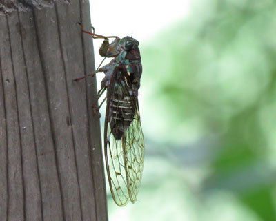 ��[���Ƃ���Ƀ~���~���[�~