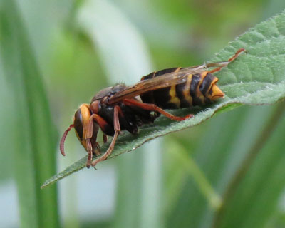 ���ɂ����Ă�悤�ȃ����X�Y���o�`