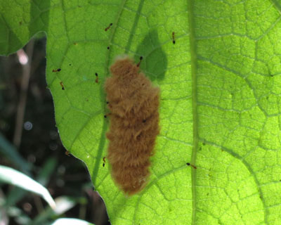 �������A���Ɠ�̂�������