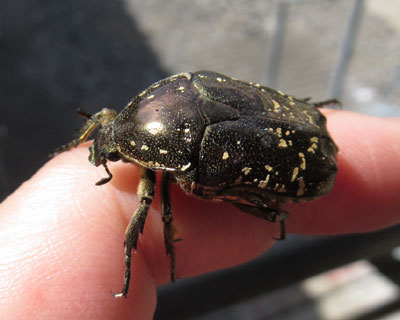 �V���e���n�i���O���݂����̂ɂ����݂����