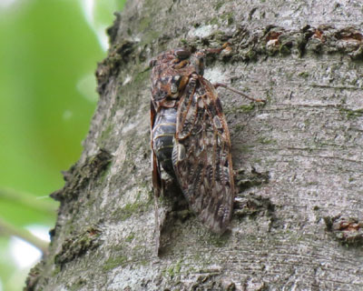 �����ɂ����j�C�j�C�[�~