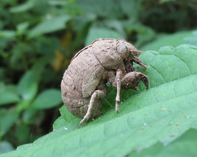 �j�C�j�C�[�~�����k�͖ڗ���