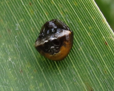 �т��Ȃ��V���I�r�g���m�t���_�}�V�H