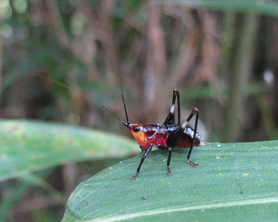 �������킢���T�T�L���c��