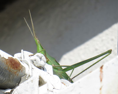 �@��Q�{�͐G�p�Ȃ́H