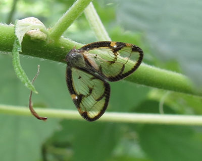 �X�P�o�n�S����