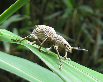 ���������킢�V���R�u�]�E���V