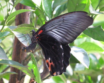 �i�K�T�L�A�Q�n�̎Y��