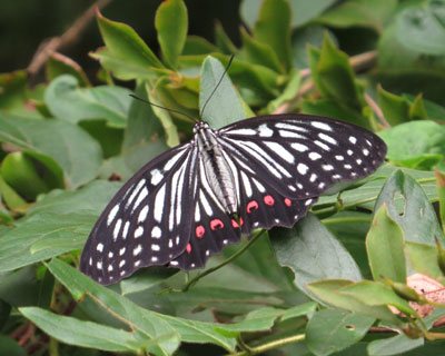 �ǂ��ł�����A�J�{�V�S�}�_��